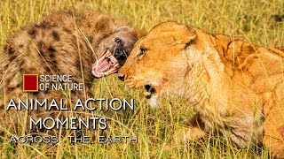 Six Minutes of Animal Action Moments Across the Earth