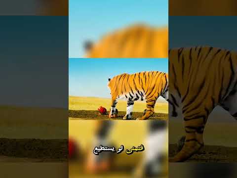 ثلاثة إخوة والنمر المفاجئ! كيف نجوا بفضل صرخة غريبة؟ 🐅😱