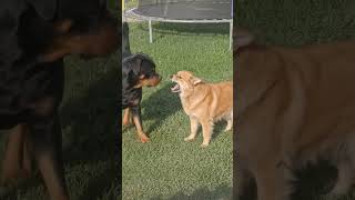 dog vs dog