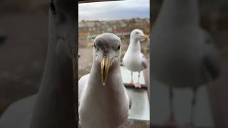 My Pet Seagulls Lover Steals His Salmon!