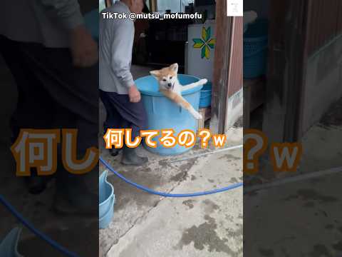 秋田犬の子犬が可愛すぎる💕 #秋田犬 #犬 #かわいい犬 #かわいい #子犬