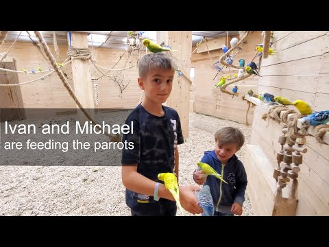 Ivan & Michael's Parrot Feeding Adventure! 🦜