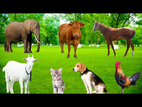 Naughty Animals: Cats, Dogs, Goats, Sheep, Chickens, Parrots, Horses,...