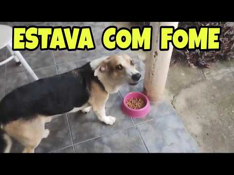 Cachorrinho de rua foi pedir comida e isso aconteceu