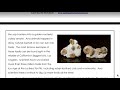 Fossils and Paleontology Concepts