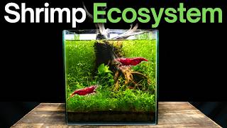 I Created a THRIVING Underwater Ecosystem, Here’s How!