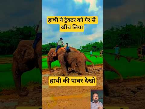 हाथी ने ट्रैक्टर को गैर से खींच लिया ##short #ytshorts #viralshort #viralreels