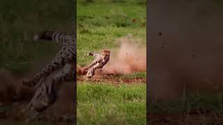 Split second Survival 🐆🐰⚡#cheetah