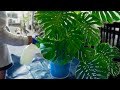 Effective Pest Control Strategies