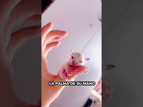 馃敼 As铆 Crece este Peque帽o pero Asombroso Mam铆fero 馃尶馃惥