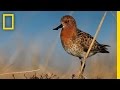 Spoon-billed Sandpiper Conservation Facts