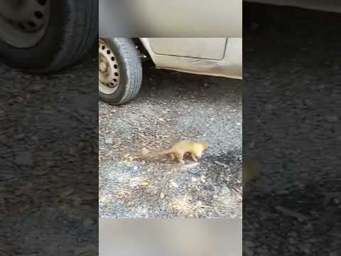 आखिर! नेवला गाड़ियों के सामने खड़े होकर क्यों चिल्ला रहा था #animals #viral