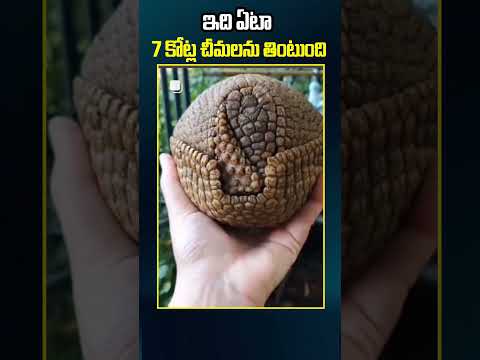 Pangolins | అంతరించిపోతున్న అలుగు.. పర్యావరణానికి పెద్ద దెబ్బ