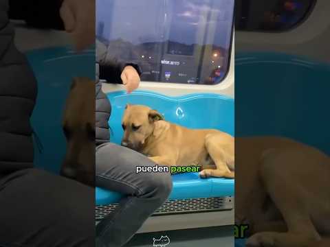 ¿Qué tan felices están los perros callejeros de Turquía? #youtubeshorts #funnydog #animals