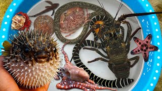 Tangkap ikan buntal dan kerang, kelomang, ikan hias, gurita, ikan laut, kepiting, lobster, keong