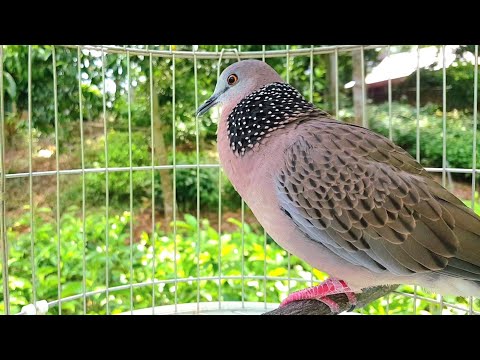 cuckoo bird singing tiếng chim cu gáy