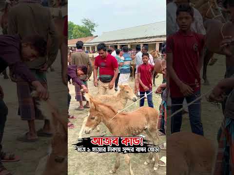 আজব কান্ড! মাত্র ১ হাজার টাকায় সুন্দর বাচ্চা ঘোড়া