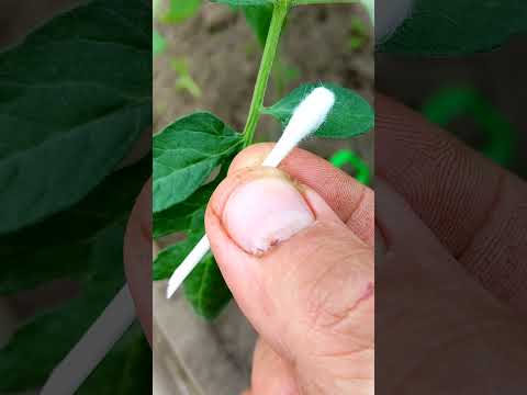 БЕСПЛАТНЫЙ КАПЕЛЬНЫЙ ПОЛИВ ИЗ ПЛАСТИКОВОЙ БУТЫЛКИ / БУТЫЛОЧНО-КАПЕЛЬНЫЙ ПОЛИВ СВОИМИ РУКАМИ