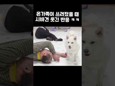 가족들이 모두 쓰러졌을 때 시바견 여우 반응 ㅋㅋㅋ