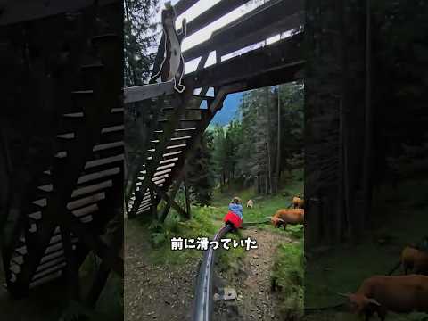 牛の群れと遭遇した瞬間