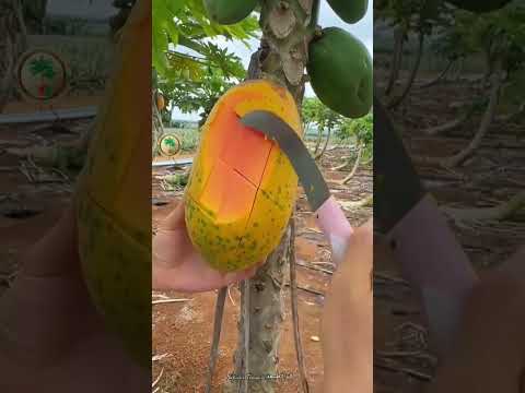 اجمل فاكهة سبحان الله 😍🥭