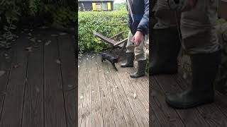 Slow Mo Kater auf der Jagd