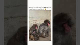 Happy update: Punch finally finds monkey friends!