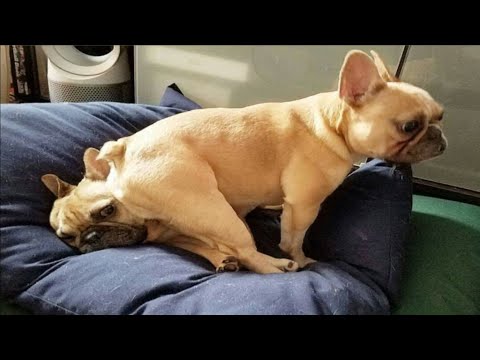 Best Funny and Cute French Bulldog Puppies 2024 - Funniest French Bulldog Puppy Videos