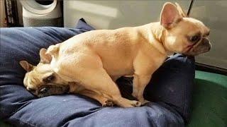 Best Funny and Cute French Bulldog Puppies 2024 - Funniest French Bulldog Puppy Videos