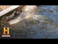 Alligator Catching Challenges and Outcomes