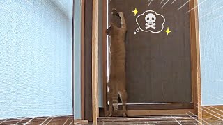 新居を攻略するまで早すぎない？