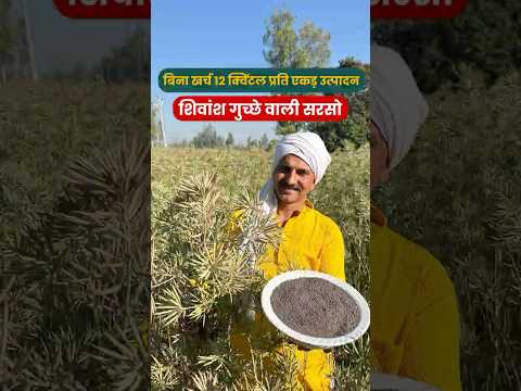 बिना खर्च 12 क्विंटल प्रति एकड़ उत्पादन 😱 शिवांश गुच्छे वाली सरसो 📞8171531044 , 9560515567