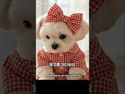 나도 프라이버시가 있는데... #강아지 #cutedog #pets