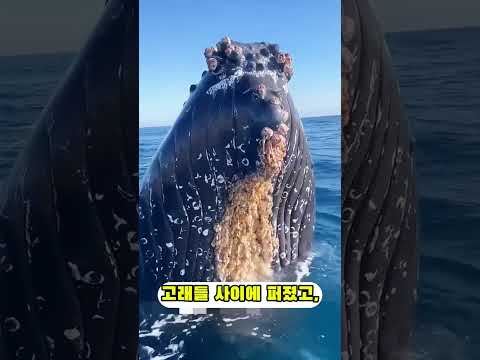 커다란 고래들이 어선을 막아선 이유