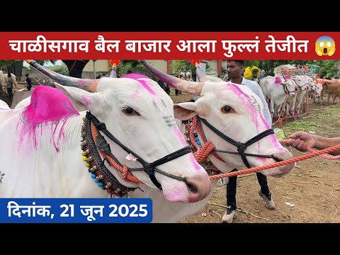 🛑Live चाळीसगाव बैल बाजार आला फुल्लं तेजीत 😱 दिनांक- 21 जुन 2025 | Chalisgaon bail bazar 😍 #बैलखरेदी