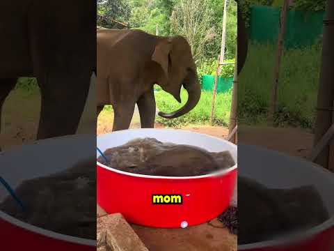this elephant started smiling