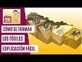 Fósiles y Paleontología