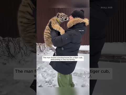 Man raised a tiger cub as pet🤩😱#animals #shorts #short #viralshorts #viralvideo #shortsfeed #love