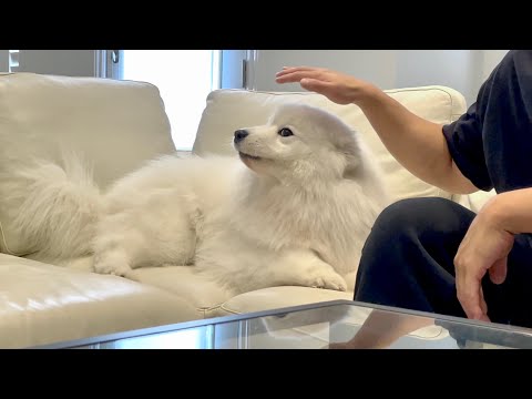 Pretending to pet my dog challenge