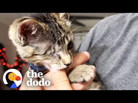 Guy Surprises Wife With A Tiny One-Eyed Kitten | The Dodo