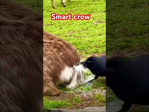 A clever crow 🐦‍⬛knows how to get results 👍 #clevercrow #smartcrow #bigcrow #cutedog #loyaldog