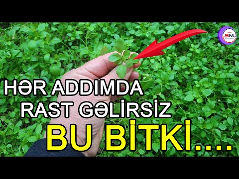 Hər addımda rast gəldiyiniz bu bitki