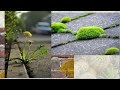 Exploring Ecological Succession Concepts
