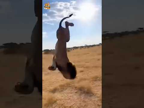 코뿔소의 강력한 박치기에 쓰러진 사자 Rhino’s Powerful Headbutt Knocks Down a Lion#lion #rhino #wildlife