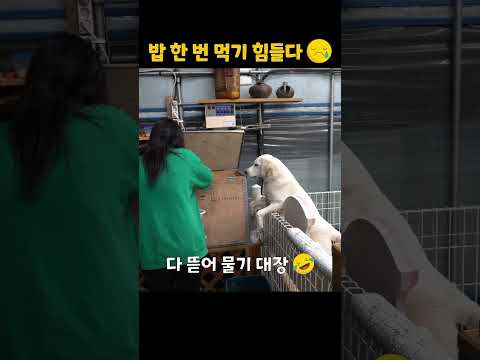 갈수록 먹고살기 힘들다는 리트리버 ㅋㅋㅋ #shorts