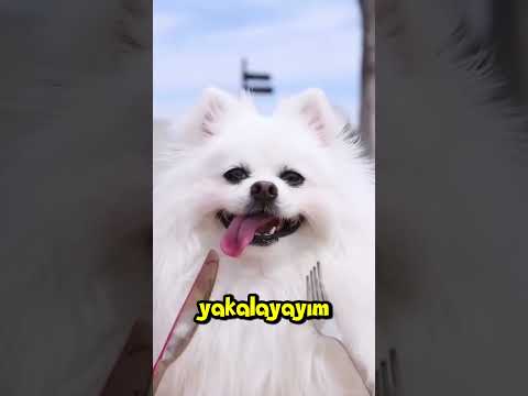 Manvi'nin ayağına diken battı
