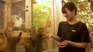 YouTube video thumbnail:  Japan's Animal Cafes Face Greater Scrutiny Amid Welfare Concerns