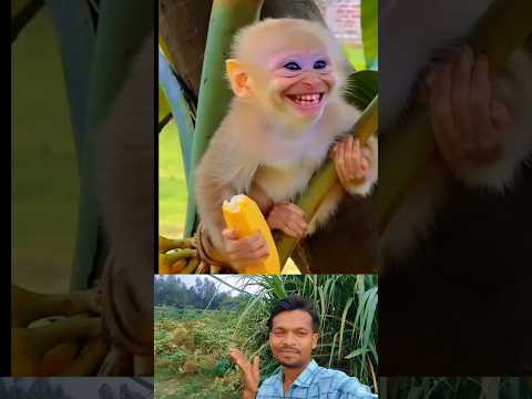 বানরের হাসিটি দেখে আমি অবাক