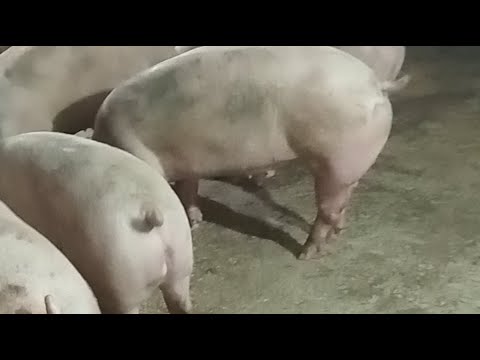 Giải Trí Nông Nghiệp đang phát trực tiếp!bỏ phố về quê nuôi lợn đạt hiệu quả kinh tế cao năm 2026