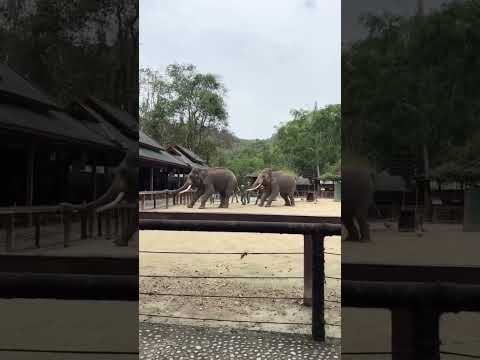 เจอแบบนี้ต้องปัองกันอย่างไรดี #thaielephant #ช้างไทย